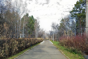 road in the forest