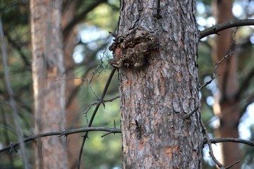 tree in the forest