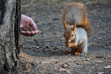 red squirrel eating a nut