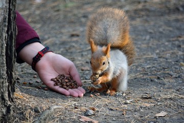 squirrel eating nut