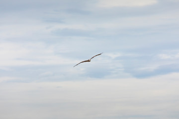 Black kite (Milvus migrans)