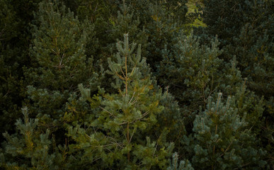 A top down view of a forest in Autumn