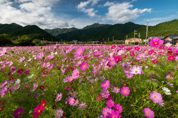 兵庫県　丹波市　清住コスモス園の秋の景色
