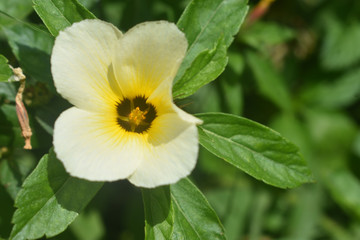 a beautiful shot of blooming flower