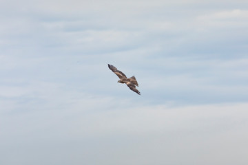 Black kite (Milvus migrans)