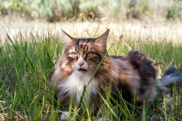 Naklejka na ściany i meble front view of a adult male norwegian forest cat on the lawn looking at camera