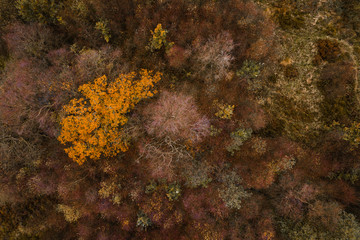 A top down view of a forest in Autumn