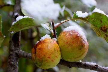 pomme sous la neige
