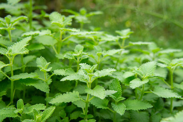 キャットミント © akiko