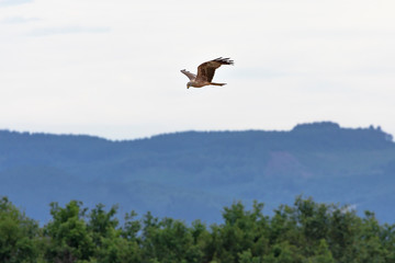 Black kite (Milvus migrans)