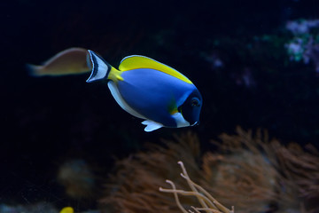 Fototapeta na wymiar Paracanthurus hepatus, The blue surgeon fish is a reef fish belonging to the Acanthuridae family. It is the only member of the genus Paracanthurus.