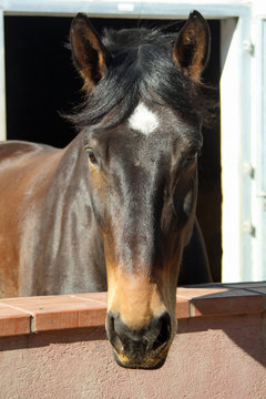 Pferd