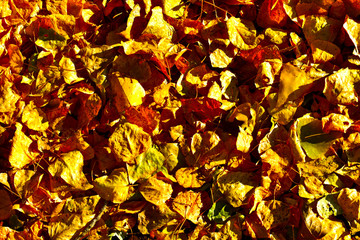 autumn leaves background