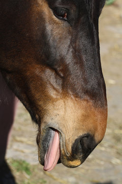 Pferd