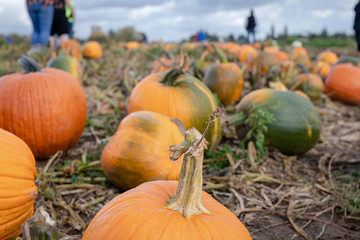 Pumpkin patch, Background for fall, autumn, Halloween, Thanksgiving