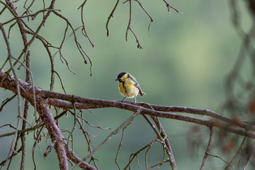 Great tit (Parus major)