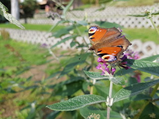 Schmetterling auf Blume