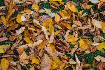 autumn leaves background