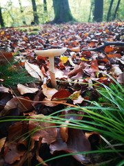 Waldpilze
