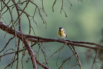 Great tit (Parus major)
