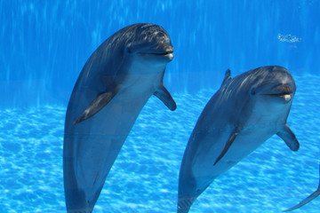 Delphin © Stephan von Mikusch