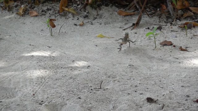 Oriental garden lizard running away, 240 fps slow motion. Stock video footage