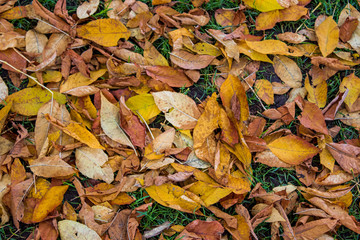 autumn leaves on the ground