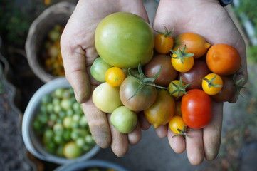 Close-up of small green tomatoes in the hands of a farmer