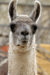 Obraz premium Lama