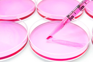 Subculturing of mammalian cells on the cell culture dish