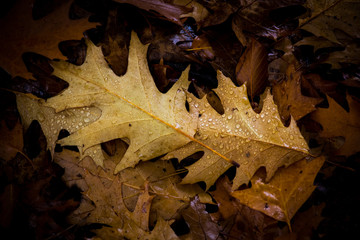 A leaf lying on the forest floor, with a collection of dew drops  - 297072903
