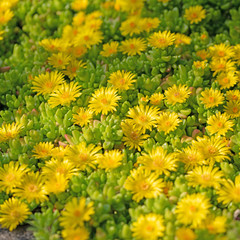 Blühende Lesotho-Mittagsblume, Delosperma