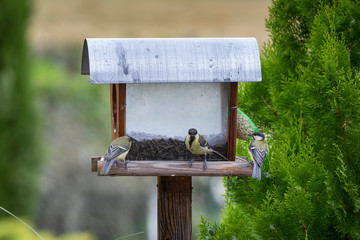 Great tit (Parus major)