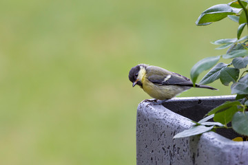 Great tit (Parus major)