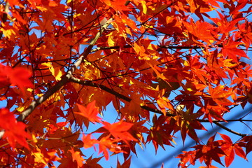 紅葉