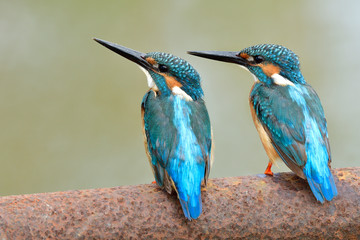 Animal friendship, pair of male Common kingfisher, beautiful blue bird with black beaks perching together on rusty tube in stream