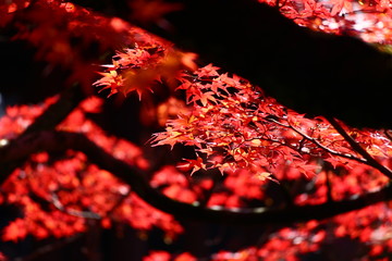 紅葉
