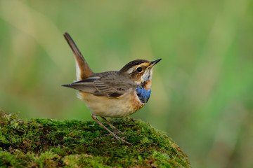 Beautiful little brown bird with velvet blue feathers on its chest lovely down standing on mossy grass over green background, male of bluethroat (Luscinia svecica)
