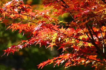 紅葉