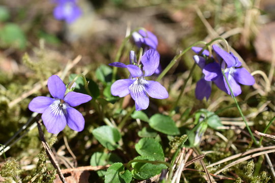 Wonder violet Viola mirabilis flowering in spring