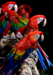 Charming Scarlet macaw, bright red with yellow and blue plumage perching among green-winged macaws in happy paradise