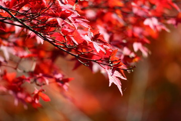 紅葉