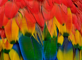 Fototapeta premium Close up sharp details of Scarlet macaw parrot bird feathers comprise of red, yellow, green and blue shade of bright and vivid colors