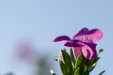 flower on blue background