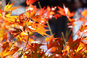 紅葉