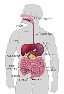 Medical anatomy illustration of human gastrointestinal digestive system including intestines or gut with labels