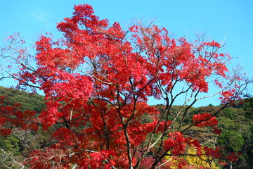紅葉