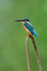 Common kingfisher (Alcedo atthis) perching on freezed rope on cold day over find background environment, amazed bird in action
