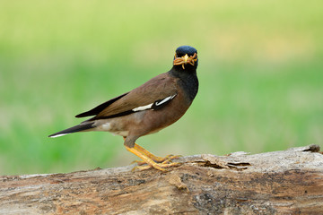 Common or Indian Myna (Acridotheres tristis) Thailand local black head starling bird perching on wooden timber picking many worm meals in beaks for her baby in feeding days