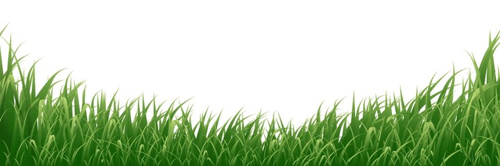 Grass isolated on white background.